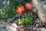 Poppies!