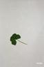 Clover