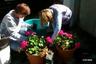 Planting