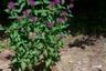 Swallowtail