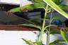 Monarch Bugs