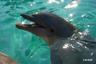 Feeding Dolphins