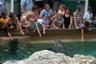 Dolphin Spits